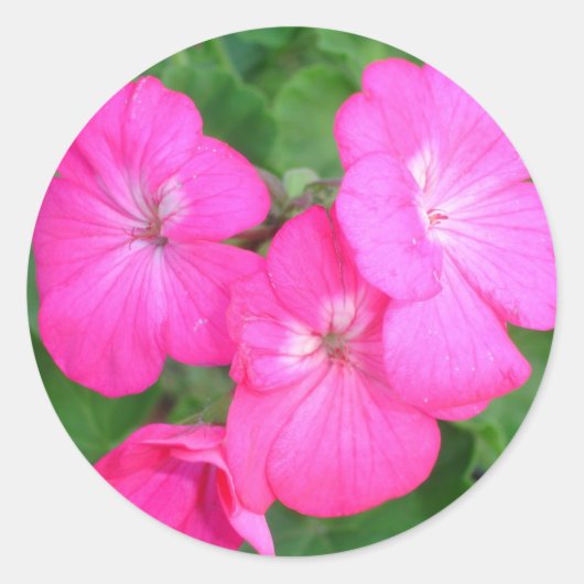Roze Geraniums Sticker (Voorkant)