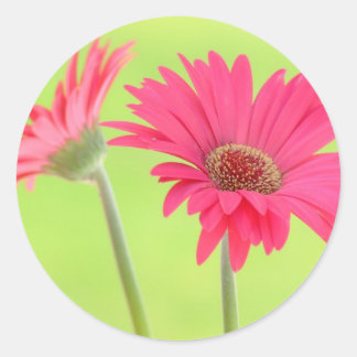  roze Gerber Daisies over Groen Ronde Sticker
