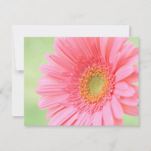 Roze Gerber Daisy