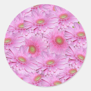 Roze Gerbera bloemen in strakke clusters, Ronde Sticker