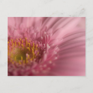 Roze Gerbera Briefkaart
