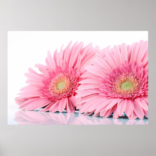 Roze Gerbera Daisies Elegant Photography Poster