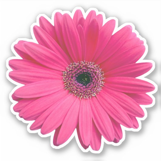 Roze Gerbera Daisy Bloem Kiss-cut Sticker (Voorkant)