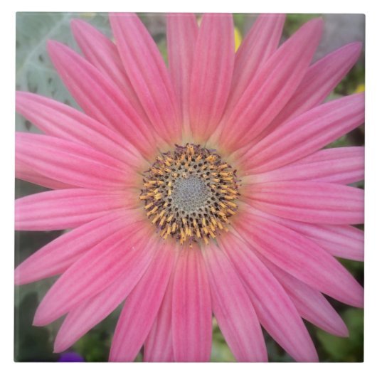 Roze Gerbera Daisy Ceramic Tile Tegeltje (Voorkant)