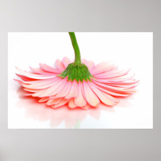 Roze Gerbera Daisy Flower Foto Poster