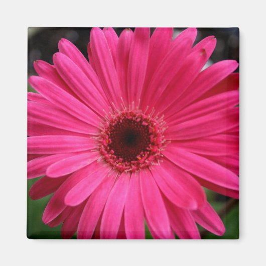 Roze Gerbera Daisy Magnet Magneet (Voorkant)
