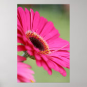 Roze Gerbera Daisy Poster Print (Voorkant)
