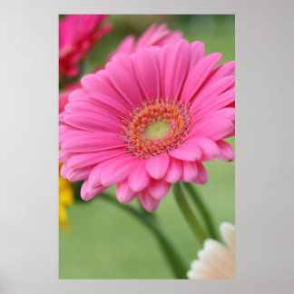 Roze Gerbera Daisy Poster Print