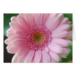 Roze Gerbera-kaart