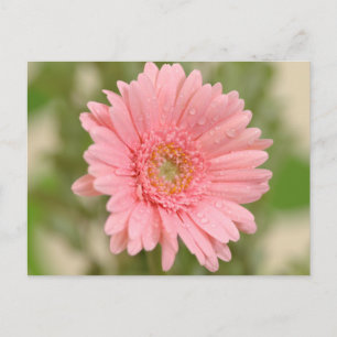 Roze Gerbera Madeliefje Bloem - Hallo Ik Mis Je, L Briefkaart