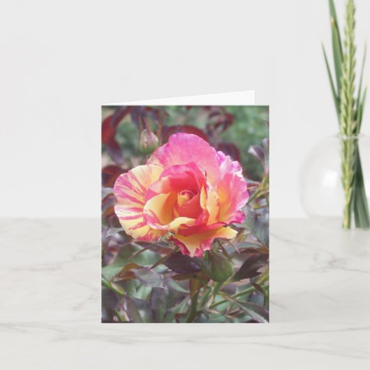 Roze gestript Roos Foto gevouwen Note Kaart (Voorkant)