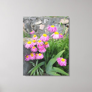 Roze geverfde daisy Flowers Natuur fotografie Canvas Afdruk