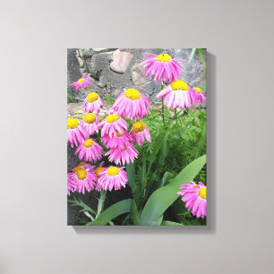 Roze geverfde daisy Flowers Natuur fotografie Canvas Afdruk