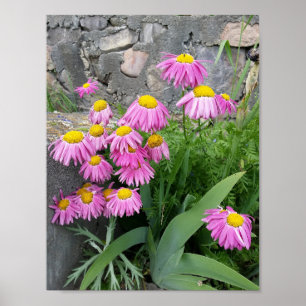 Roze geverfde daisy Flowers Natuur fotografie Poster