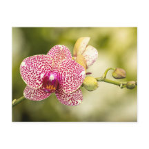 Roze gevlekte orchidee