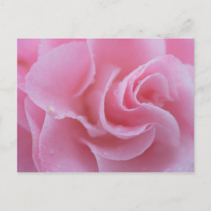 Roze gewone Camellia Briefkaart