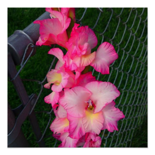 Roze Gladiola flower Perfect Poster (Voorkant)
