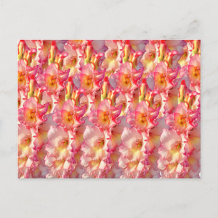 Roze Gladiolus Briefkaart
