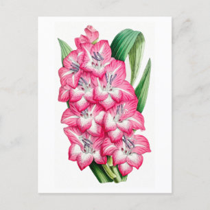 Roze Gladiool Vintage Botanische Briefkaart