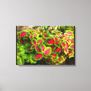 Roze groene Coleus tropisch canvas Afdruk