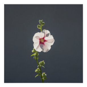 Roze groene langgroene bladeren op donkergrijs perfect poster