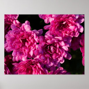 Roze herfst Mums Poster