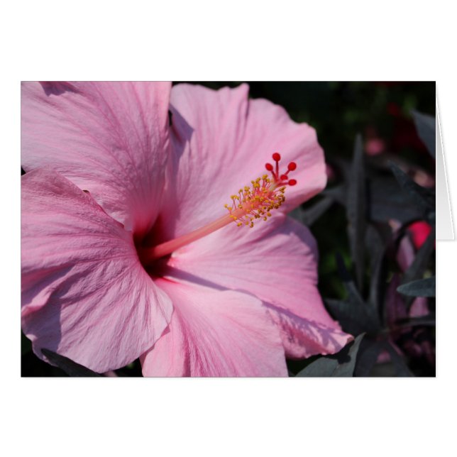Roze Hibiscus (Voorkant Horizontaal)