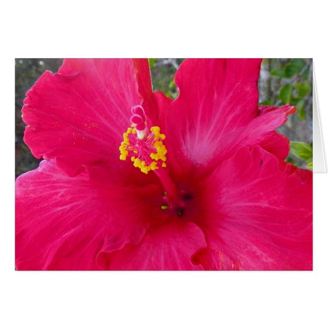 Roze Hibiscus (Voorkant Horizontaal)