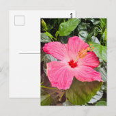Roze Hibiscus Briefkaart (Voorkant / Achterkant)