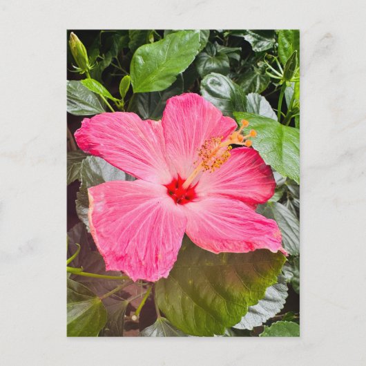 Roze Hibiscus Briefkaart (Voorkant)