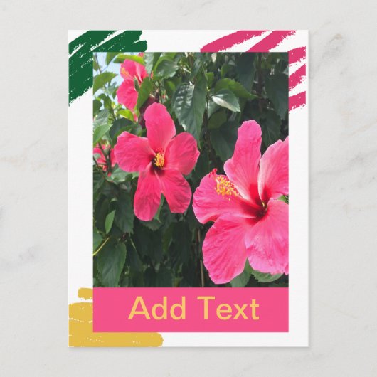 Roze Hibiscus Briefkaart (Voorkant)
