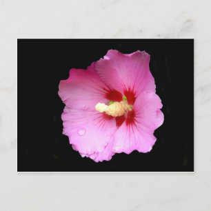 Roze Hibiscus Briefkaart