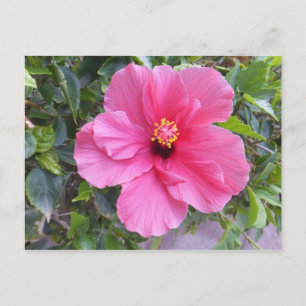 Roze Hibiscus briefkaart, pas aan Briefkaart