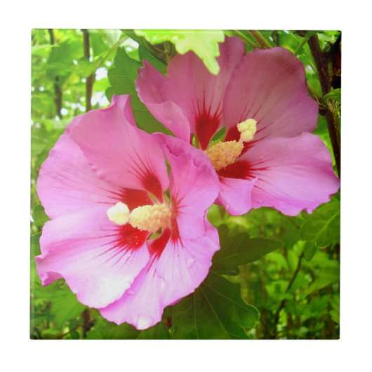 Roze Hibiscus Ceramic Tegel Tegeltje (Voorkant)