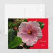 Roze Hibiscus Dank Je Ansichtkaart Briefkaart (Voorkant / Achterkant)