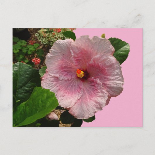 Roze Hibiscus DIY Briefkaart (Voorkant)
