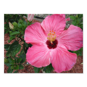 Roze Hibiscus Floral Flower Natuur Foto print Art Foto Afdruk