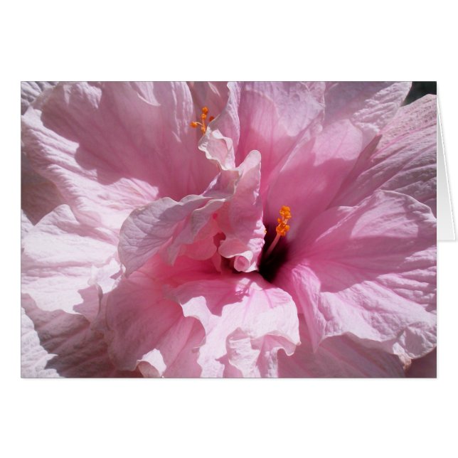 Roze Hibiscus Flower (Voorkant Horizontaal)