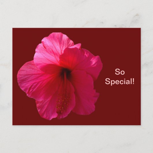 Roze Hibiscus Flower Briefkaart (Voorkant)