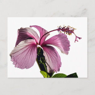 Roze Hibiscus Flower Side Uitzicht Briefkaart