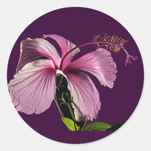Roze Hibiscus Flower Side Uitzicht Ronde Sticker (Voorkant)