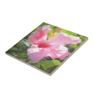 Roze Hibiscus Flower Tegeltje