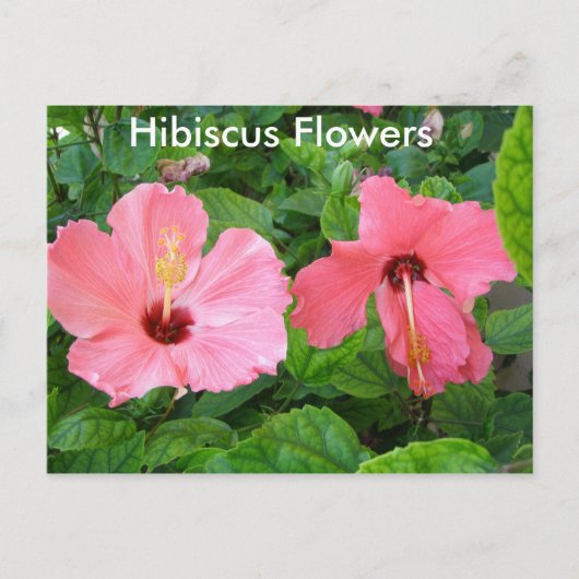 Roze Hibiscus Flowers Briefkaart (Voorkant)