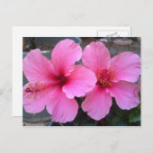 Roze Hibiscus Flowers Briefkaart (Voorkant / Achterkant)