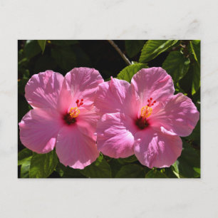 Roze Hibiscus Flowers Briefkaart