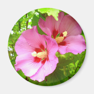 Roze Hibiscus Magnet Magneet