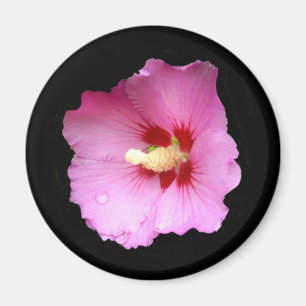Roze Hibiscus Magnet Magneet