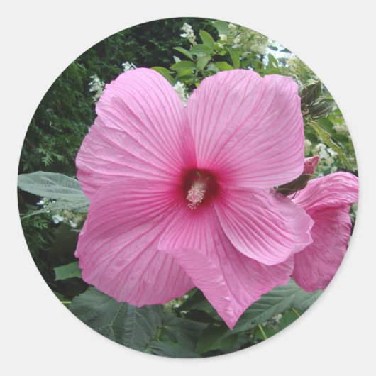 Roze Hibiscus Ronde Sticker (Voorkant)