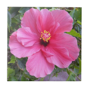 Roze Hibiscus tegel Tegeltje