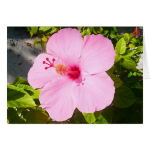 Roze Hibiscus Tropische Bloem